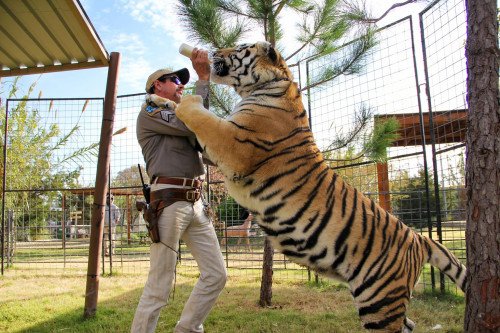 Король тигров: пожалуйста, можем ли мы перестать уделять Джо экзотике столько внимания?