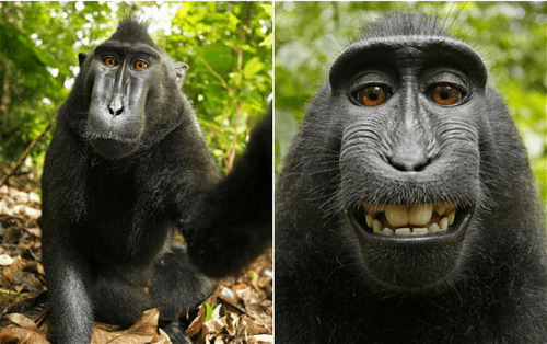 Спорные изображения обезьян не являются общественным достоянием