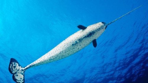 Сказочный кит с риском вымирания: Narwhal Chate пострадал от изменения климата